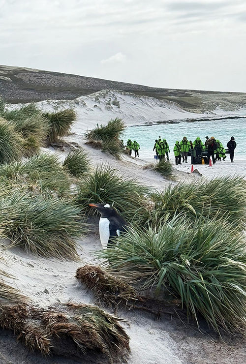 Visiting penguin and albatross colonies at a port call in the Falkland Islands. Visiting penguin and albatross colonies at a port call in the Falkland Islands.