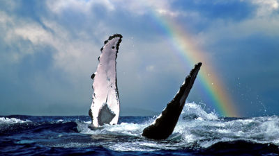 A new festival at Oahu Sea Life Park celebrates whales.