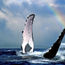 Oahu's Sea Life Park celebrates Whale Festival and more