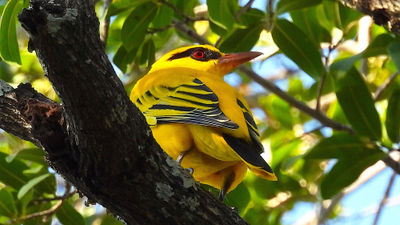 The African golden oriole is among more than 650 bird species accessible along the newly launched Great Kavango Zambezi Birding Route, which spans five southern African nations.