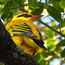 New bird-watching route spans five countries in Africa