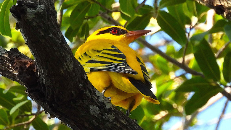 The African golden oriole is among more than 650 bird species accessible along the newly launched Great Kavango Zambezi Birding Route, which spans five southern African nations.