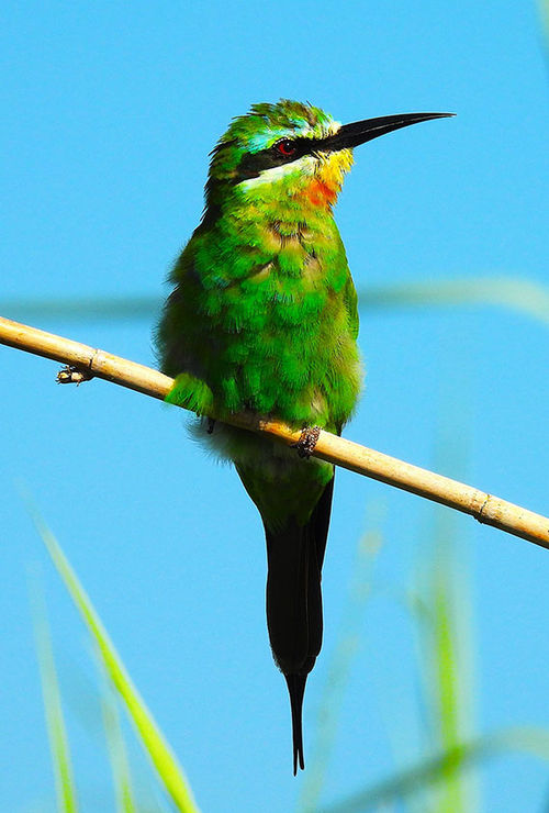The Blue-cheeked Bee-eater is one of the standout sightings along the Great Kavango Zambezi Birding Route, which connects 12 key birding hubs across Angola, Botswana, Namibia, Zambia and Zimbabwe. The Blue-cheeked Bee-eater is one of the standout sightings along the Great Kavango Zambezi Birding Route, which connects 12 key birding hubs across Angola, Botswana, Namibia, Zambia and Zimbabwe.