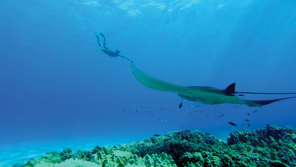 Anelakai Adventures offers night snorkeling with manta rays.