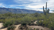 Hikes in the Cactus Forest trails system are suitable for small children.