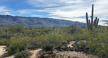 Hikes in the Cactus Forest trails system are suitable for small children.