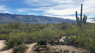 Hikes in the Cactus Forest trails system are suitable for small children.