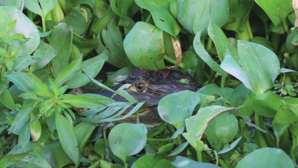 A caiman hides in plant growth along the Magdalena River. A caiman hides in plant growth along the Magdalena River.