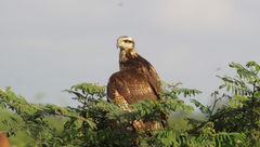 A savanna hawk spotted on a Magdalena River excursion with AmaWaterways.