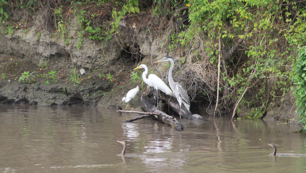 The Magdalena River is rich with different bird species. Here, a heron, egrets and cormorants.