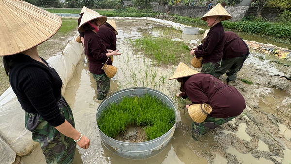 Planting rice seedlings and fishing on a family farm.