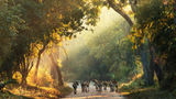Wild dogs roam the roads in Mozambique's Gorongosa National Park.