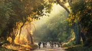 Wild dogs roam the roads in Mozambique's Gorongosa National Park.