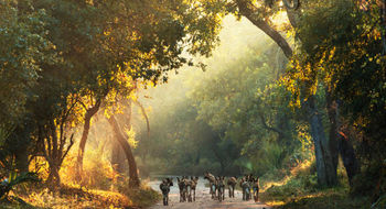 Wild dogs roam the roads in Mozambique's Gorongosa National Park.