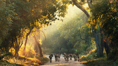 Wild dogs roam the roads in Mozambique's Gorongosa National Park.