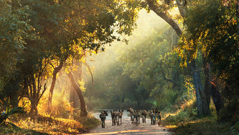 Wild dogs roam the roads in Mozambique's Gorongosa National Park.