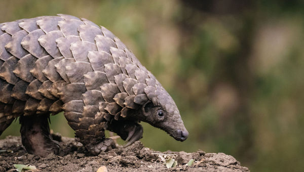 Guests of either Muzimu Lodge or Chicari Camp can join a Pangolin Foraging Walk with stays of five nights or longer. Guests of either Muzimu Lodge or Chicari Camp can join a Pangolin Foraging Walk with stays of five nights or longer.