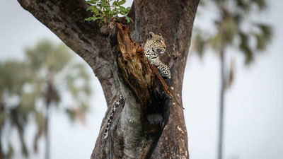 The Singita Elela is set to open in Botswana's Okavango Delta, which is home to the big five animals, including leopards.