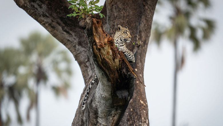 The Singita Elela is set to open in Botswana's Okavango Delta, which is home to the big five animals, including leopards.