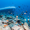 Guests will see thriving sea life on the Atlantis Submarines Maui tour.