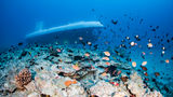 Guests will see thriving sea life on the Atlantis Submarines Maui tour.