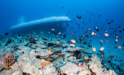 Guests will see thriving sea life on the Atlantis Submarines Maui tour.