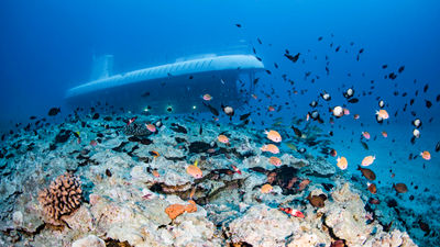 Guests will see thriving sea life on the Atlantis Submarines Maui tour.