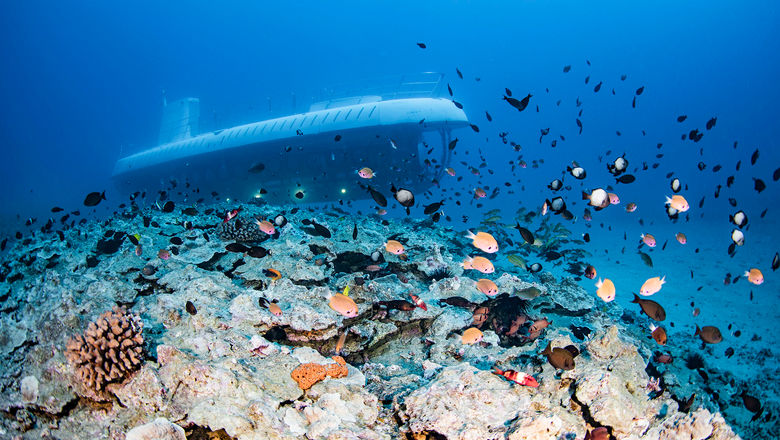 Guests will see thriving sea life on the Atlantis Submarines Maui tour.