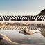 New Onguma Safari Camps offering heightens the African bush experience