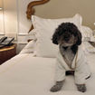 Franklin, the author’s pet minipoodle, strikes a pose in his bathrobe during his stay at the Plaza Hotel in New York.
