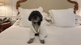 Franklin, the author’s pet minipoodle, strikes a pose in his bathrobe during his stay at the Plaza Hotel in New York.