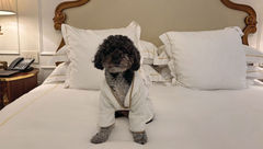 Franklin, the author’s pet minipoodle, strikes a pose in his bathrobe during his stay at the Plaza Hotel in New York.