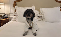 Franklin, the author’s pet minipoodle, strikes a pose in his bathrobe during his stay at the Plaza Hotel in New York.