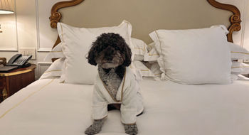 Franklin, the author’s pet minipoodle, strikes a pose in his bathrobe during his stay at the Plaza Hotel in New York.