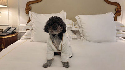 Franklin, the author’s pet minipoodle, strikes a pose in his bathrobe during his stay at the Plaza Hotel in New York.