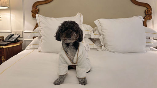 Franklin, the author’s pet minipoodle, strikes a pose in his bathrobe during his stay at the Plaza Hotel in New York.