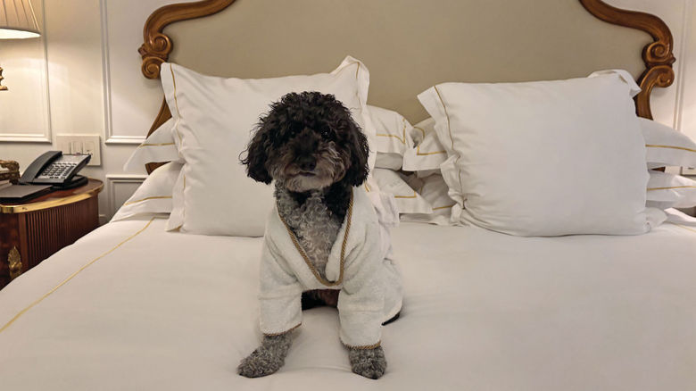 Franklin, the author’s pet minipoodle, strikes a pose in his bathrobe during his stay at the Plaza Hotel in New York.