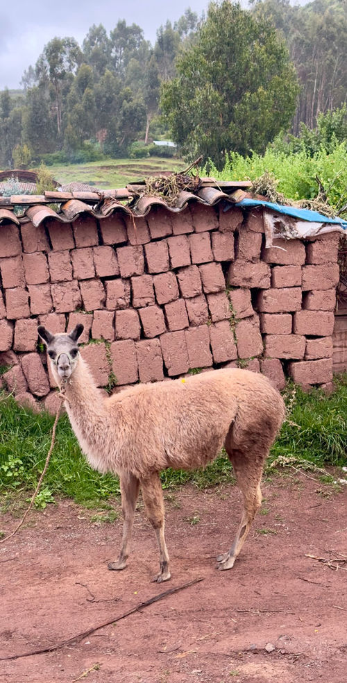An alpaca in the village of Chinchero. An alpaca in the village of Chinchero.