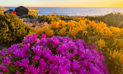 Namaqualand, located in South Africa's Northern Cape Province, is experiencing what experts are calling a "superbloom" due to recent record rainfall.