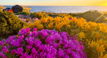 Namaqualand, located in South Africa's Northern Cape Province, is experiencing what experts are calling a "superbloom" due to recent record rainfall.