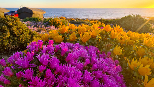 Namaqualand, located in South Africa's Northern Cape Province, is experiencing what experts are calling a "superbloom" due to recent record rainfall.