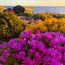 Flower power in South Africa's Namaqualand region