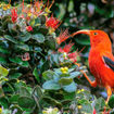 An adult iiwi, a threatened species of honeycreeper, are red with an orange-colored bill.