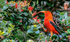 An adult iiwi, a threatened species of honeycreeper, are red with an orange-colored bill.
