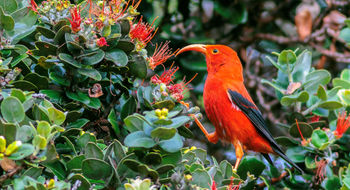 An adult iiwi, a threatened species of honeycreeper, are red with an orange-colored bill.