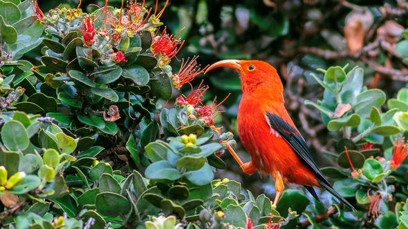 An adult iiwi, a threatened species of honeycreeper, are red with an orange-colored bill.