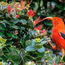Hawaii's hidden birdwatching haven in Haleakala National Park