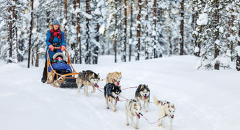 A family on a dogsledding expedition in Sweden with Pelorus Travel.