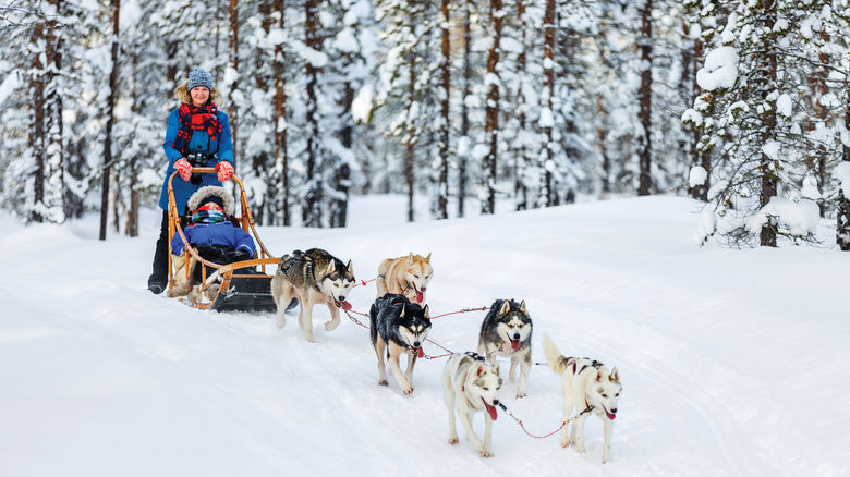 A family on a dogsledding expedition in Sweden with Pelorus Travel.