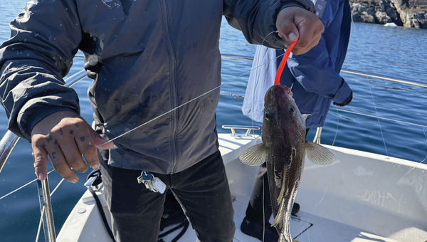 A cod caught during a Tide to Table fishing trip with HX Expeditions in Greenland. A cod caught during a Tide to Table fishing trip with HX Expeditions in Greenland.
